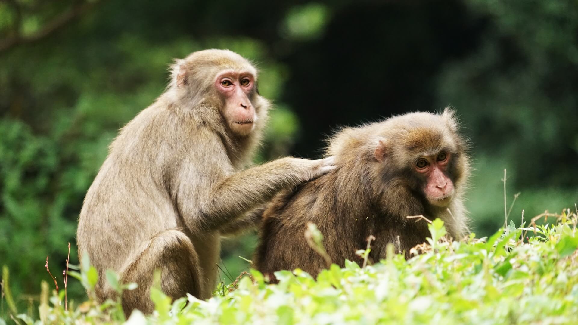 Araştırmacılar, doğada üstün bir cins olmadığını keşfetti: "Alfa erkek her zaman kazanmaz"